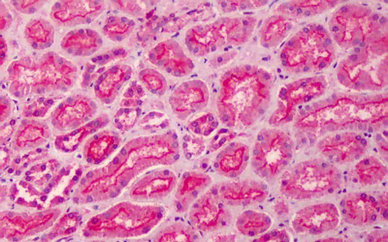 Goat anti-PALS / MPP5 Antibody