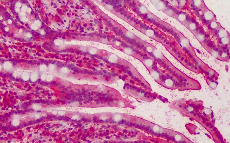 Goat anti-PALS / MPP5 Antibody