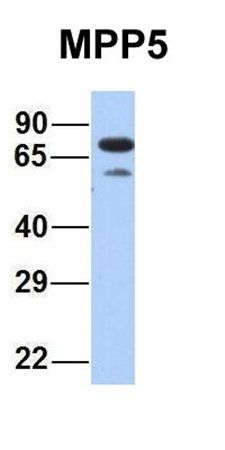 MPP5 antibody