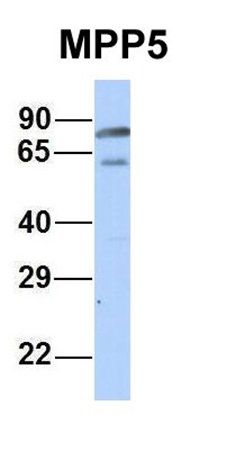 MPP5 antibody