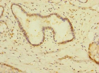 MPP6 Antibody