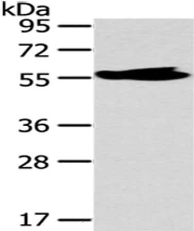 MPP6 Antibody