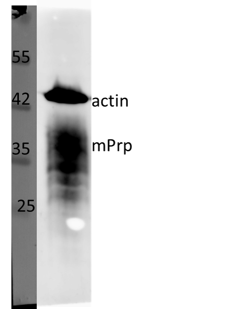 Anti-mouse PrP antibody