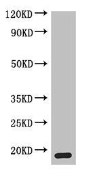 MPV17 Antibody