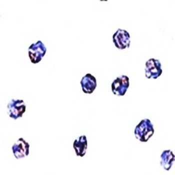 MPYS Antibody