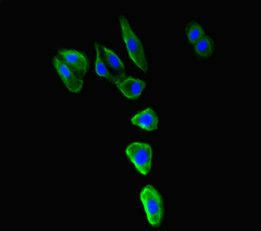 MR1 antibody