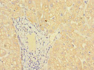 MR1 Antibody