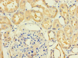 MR1 Antibody