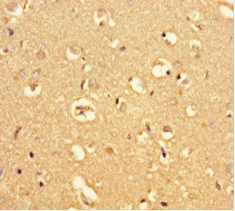 MRAP2 Antibody