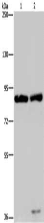 MRE11A antibody