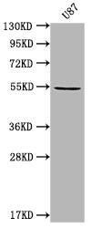 MROH8 Antibody