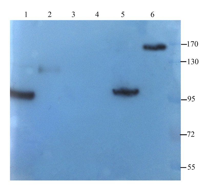 MRP2 antibody