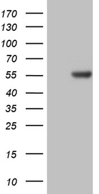 ABCC5 Antibody