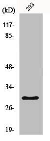 MRPL10 antibody