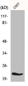 MRPL11 Antibody