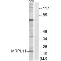 MRPL11 antibody