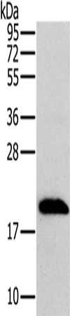 MRPL12 Antibody
