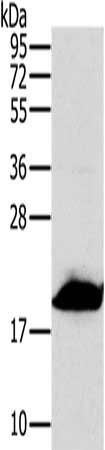 MRPL12 Antibody