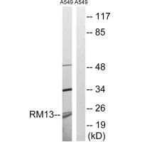 MRPL13 antibody