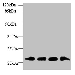MRPL18 Antibody