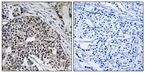 MRPL24 antibody