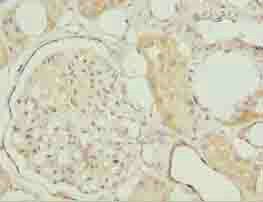 MRPL27 antibody