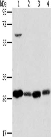 MRPL28 antibody