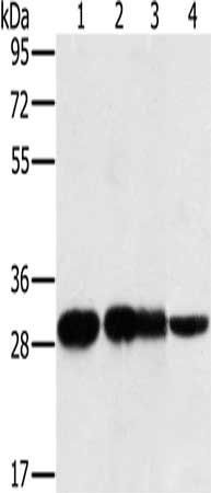 MRPL28 antibody