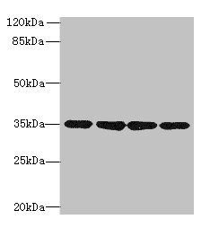 MRPL3 antibody