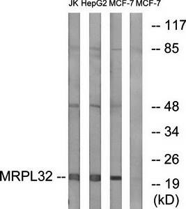 MRPL32 Antibody