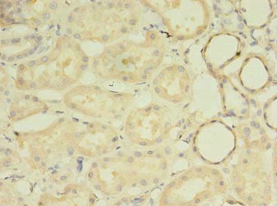 MRPL33 Antibody