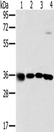 MRPL39 antibody