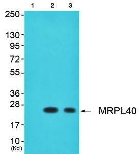 MRPL40 antibody