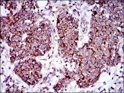 MRPL42 Antibody