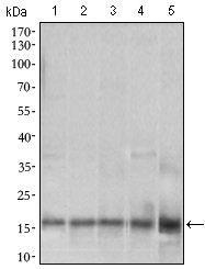 MRPL42 Antibody