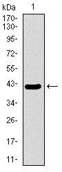 MRPL42 Antibody