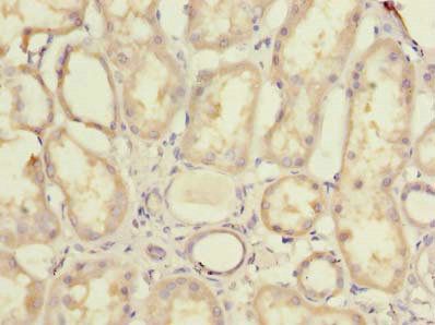 MRPL44 Antibody