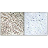 MRPL44 Antibody