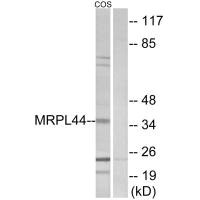 MRPL44 antibody