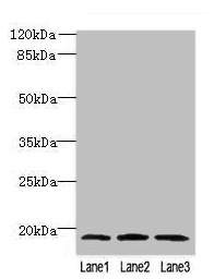 MRPL49 antibody