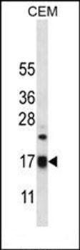MRPS12 antibody