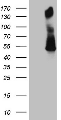 MRPS15 Antibody