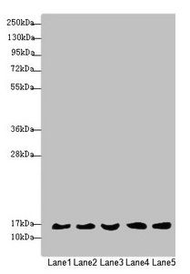 MRPS16 Antibody