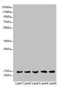 MRPS16 antibody