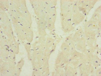 MRPS16 antibody