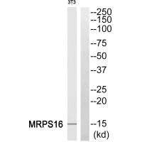 MRPS16 antibody