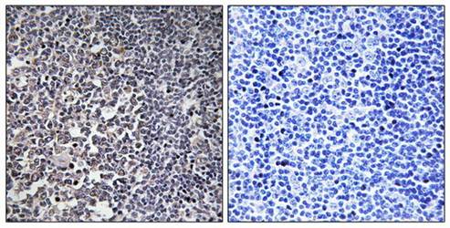 MRPS16 antibody