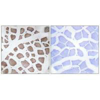 MRPS18C Antibody