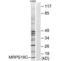 MRPS18C antibody