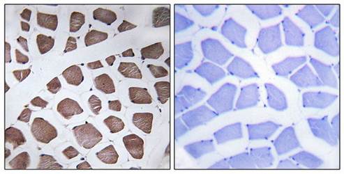 MRPS18C Antibody